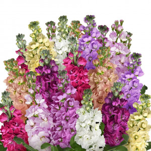 Mixandre amestec (0,5 g), seminte plante ornamentale anuale Matthiola incana, flori parfumate, inflorire pana toamna tarziu, Kertimag - Img 1