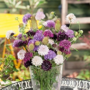 Muscata Dracului amestec (1 g), seminte Scabiosa atropurpurea, flori albe, rosii, roz, purpurii, Kertimag - Img 4