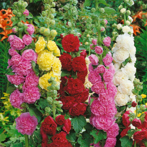 Nalba de Gradina dubla mix (0,3 g), semințe planta ornamentala perena Alcea rosea, flori duble, Agrosem
