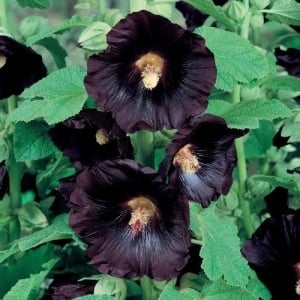 Nalba Neagra - Malwa Czarna (0,5 g) seminte Alcea rosea nigra, flori spectaculoase, mari, rosu inchis-negru, Legutko - Img 2