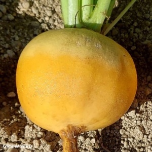 Napi Golden Ball (8 g) seminte napi galbeni cu pulpa dulce, aromata si frunze comestibile, Prima Sementi