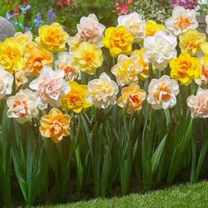Narcise Double Mixed (3 bulbi), bulbi narcise flori batute, combinatii de culori, Agrosem - Img 2