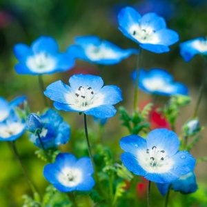 Nemophila (1 g) seminte amestec Nemophilla cu flori in nuante de albastru, mov si alb, Opal - Img 2