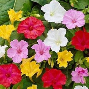Noptite amestec (3 g) seminte Mirabilis jalapa, Barba Imparatului, flori trompeta, parfumate, colorate, Kertimag - Img 2