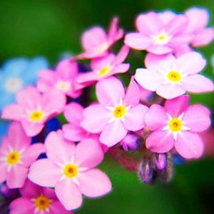 Nu Ma Uita roz - Niezapominajka Alpejska (0,3 g) seminte Myosotis alpestris cu flori mici, delicate, roz, Legutko