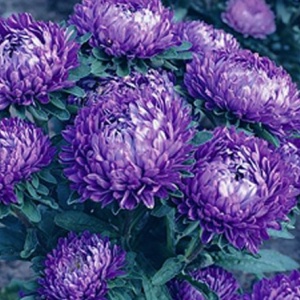 Ochiul Boului Milady Deep Blue (1 g) seminte Callistephus chinensis pitic, flori mari batute, albastru-violet intens, Legutko - Img 2