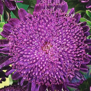 Ochiul Boului Princess violet (1 g), seminte Aster, planta decorativa anuala Callistephus chinensis, Kertimag - Img 2