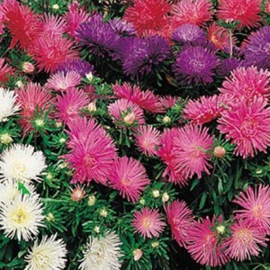 Ochiul Boului Teisa Stars mix - Aster Karlowy (0,5 g) seminte Callistephus chinensis pitic, petale fine stelate, Legutko - Img 2