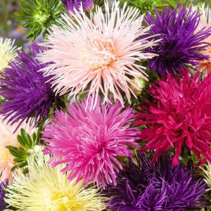 Ochiul Boului Unicum mix (1 g) seminte Aster Callistephus chinensis cu flori mari, petale ascutite, Kertimag