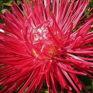 Ochiul Boului Unicum rosu (1 g) seminte Aster Callistephus chinensis cu flori mari, petale ascutite, Kertimag - Img 3