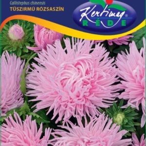 Ochiul Boului Unicum roz (1 g) seminte Aster Callistephus chinensis cu flori mari, petale ascutite, Kertimag - Img 4