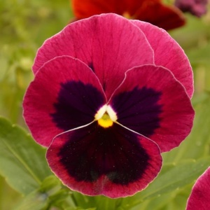 Panselute rosu-carmin Claret - Bratek Wielkowiatowy (0,5 g) seminte Viola wittrockiana flori rosu-burgund intens cu centrul negru, Legutko - Img 2