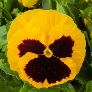 Panselute Swiss Giants Rhinegold (0,25 g) seminte pansele Viola witrockiana, flori foarte mari galben cu negru, Kertimag