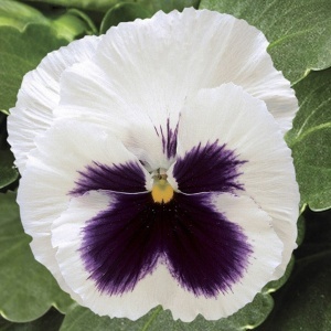 Panselute Swiss Giants Silverbride (0,25 g) seminte pansele Viola witrockiana, flori foarte mari, albe cu centrul mov, Kertimag