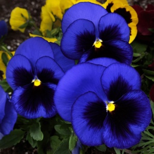 Panselute Swiss Giants Ullswater (0,25 g) seminte pansele Viola witrockiana, flori foarte mari albastru cu negru, Kertimag - Img 2