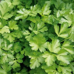Patrunjel de frunze Comune (5 g), seminte patrunjel soi timpuriu foarte productiv, frunze aromate, Prima Sementi - Img 2