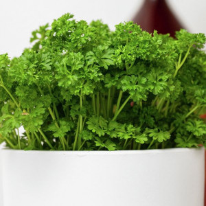 Patrunjel frunza creata (3 g), seminte planta aromatica Petroselinum crispum, frunze crete, aromate, Mefim Agro - Img 2