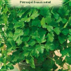 Patrunjel frunza neteda Plain Leaved (30 g), seminte planta aromatica Petroselinum crispum, frunze netede, verde inchis, Agrosem - Img 2