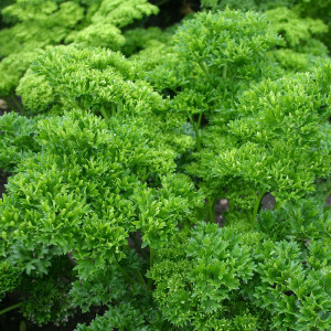 Patrunjel frunze crete Moss Curled (7 g), seminte planta aromatica , frunze crete, aromate, Raci Sementi - Img 1