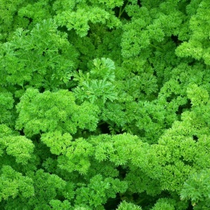 Patrunjel pentru frunze crete Mosskrauser 2 (3 g) seminte patrunjel frunze foarte crete, planta viguroasa, Kertimag