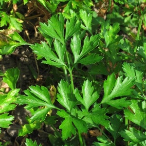 Patrunjel Plain Leaved (3 g) seminte patrunjel frunze netede, foarte productiv si aromat, Kertimag