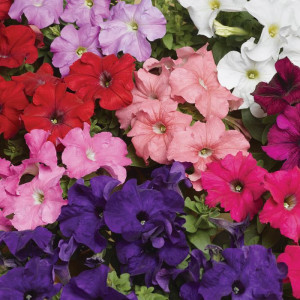 Petunie grandiflora F2 mix (0,01 g), seminte Petunia hybrida grandiflora F2, flori mari diverse culori, Agrosem