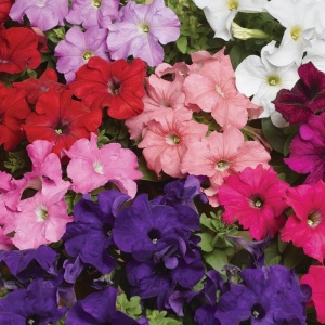 Petunie mix (0,2 g), seminte Petunia hybrida, flori mari diverse culori, Prima Sementi - Img 2