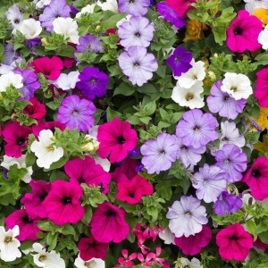 Petunie mix (0,2 g) seminte Petunia hybrida, flori mari diverse culori, Opal