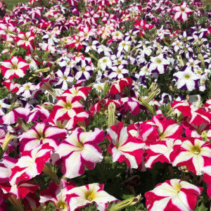 Petunie stelata Star mix (0,1 g), seminte Petunia hybrida compacta nana, flori stelate diverse culori, Agrosem