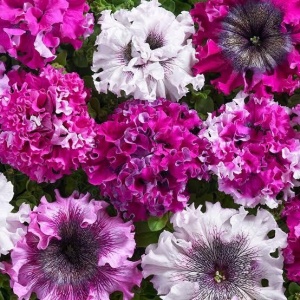 Petunie Superbissima (0,01 g) seminte Petunia hybrida flori foarte mari spectaculoase, ondulate, Mefim Agro
