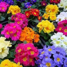 Primula mix (0,15 g), seminte Ciubotica Cucului Primula veris, flori mari, dantelate, Opal
