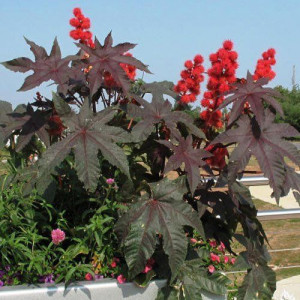 Ricin (2 seminte), seminte planta ornamentala anuala Ricinus communis Gibsonii, Agrosem - Img 2