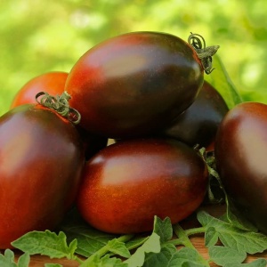 Tomate Black Plum în grădină