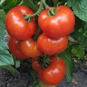 Rosii Buzau 22 (0,3 g), seminte soi romanesc semitardiv determinat, tomate productive, Prima Sementi - Img 1