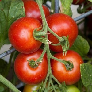 Rosii Campbell 33 (0,7 g), seminte soi determinat, tomate mari, zemoase, gustoase, Prima Sementi