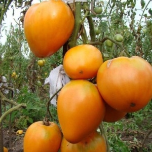 Rosii Inima de Aur (0,2 g) seminte tomate nedeterminate Inima galben-portocalie, gust aromat intens, textura fina, Opal - Img 5