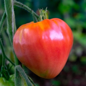 Rosii Inima de Bou (0,5 g) seminte soi nedeterminat, tomate de gradina, Mefim Agro