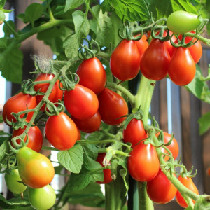 Rosii mini Radana (0,5 g), seminte soi timpuriu nedeterminat, tomate cocktail forma de para, foarte zemoase, gustoase, Kertimag