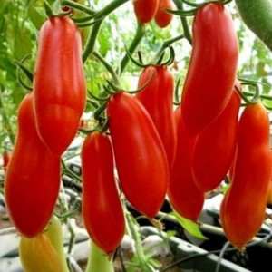 Rosii Piramide (0,3 g), seminte soi semitardiv nedeterminat, tomate alungite, mari, foarte gustoase, Agrosem