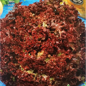 Salata creata Lollo Rossa (6 g), seminte soi timpuriu, salata frunze crete, fine, rosu inchis, Raci Sementi - Img 2