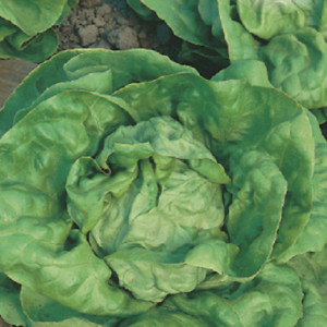 Salata Meraviglia d'Inverno (6 g), seminte soi semitimpuriu salata Minunea Iernii, frunze late, fine, usor gofrate, Raci Sementi - Img 1