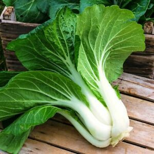 Salata Pak-Choy (2 g), seminte soi timpuriu salata asiatica gustoasa, carnoasa, Kertimag