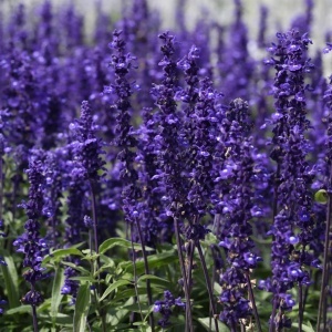 Salvie Albastra Mexicana - Szalwia Omaczona (0,2 g) seminte Salvia farinacea cu flori albastre-violet, inflorire indelungata, Legutko