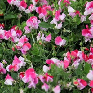 Sangele Voinicului Pink Cupid (3 g) seminte Lathyrus odoratus pitic, flori foarte parfumate roz cu alb, Legutko