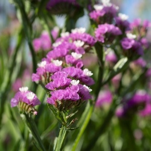 Saraturica roz (100 seminte) Limonium sinuatum rezistenta la seceta, flori roz pentru uscare, Kertimag - Img 4