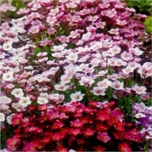 Saxifraga mix (0,1 g) seminte Saxifraga arendsii perena acoperitoare de sol, inflorire abundenta, Opal