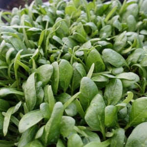 Spanac Baby Leaf (8 g), seminte soi timpuriu, frunze mici, fragede, Agrosem - Img 2