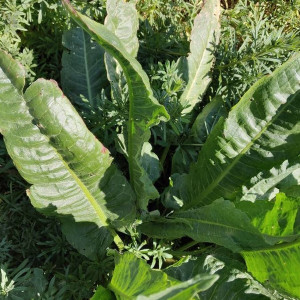 Stevie (0,5 g), seminte Rumex patientia, planta perena pentru gatit, Opal