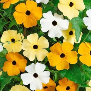 Susana cu Ochi Negri (0,5 g) seminte Thunbergia alata, flori delicate, culori pastel, Kertimag - Img 2