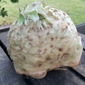 Telina radacina Boule de Marbre (1 g), seminte soi productiv, culoare deschisa, crestere rapida, Nova Sem